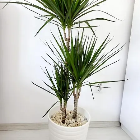 Victoriei Central Studio * Bukurešť