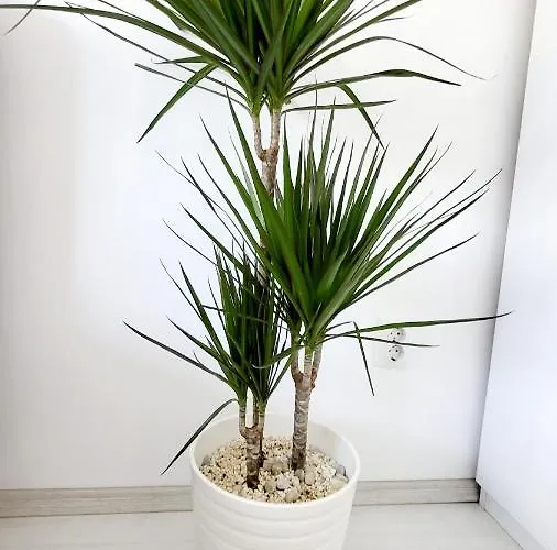 Victoriei Central Studio * Bukurešť